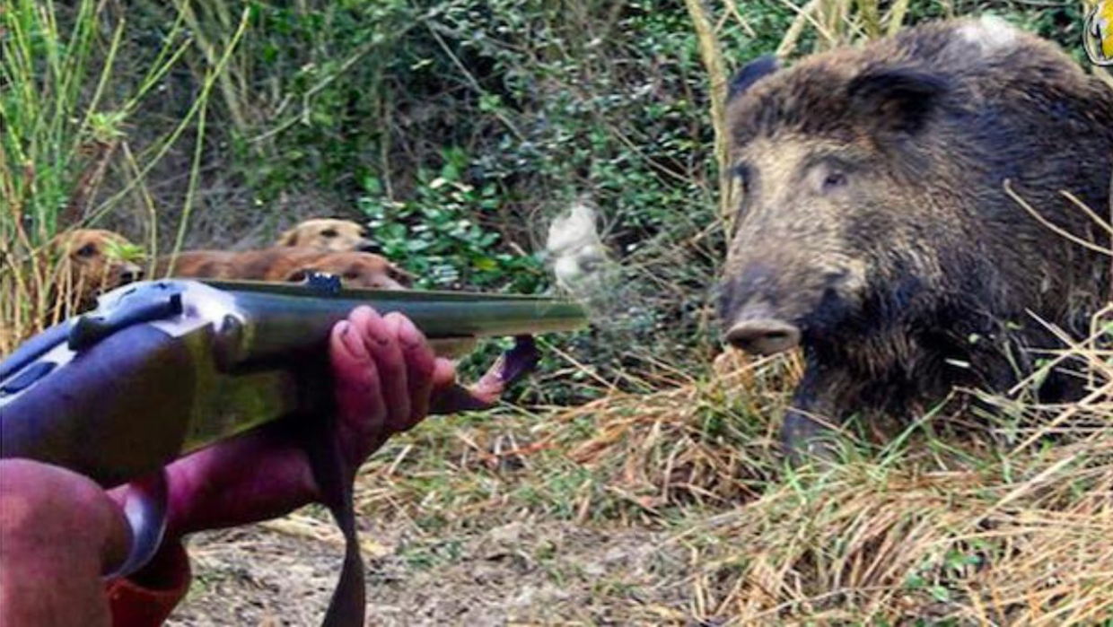 caccia-al-cinghiale-1280x720-1