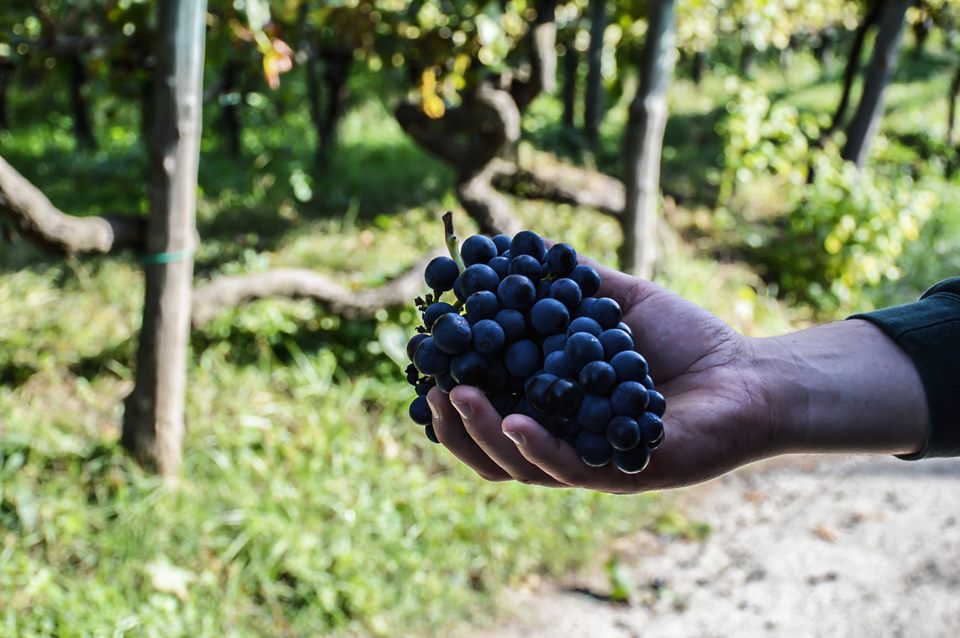 uva-di-sabato-grappolo