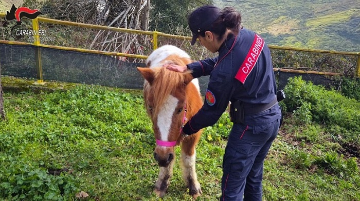 salvataggio-pony-monteforte-irpino